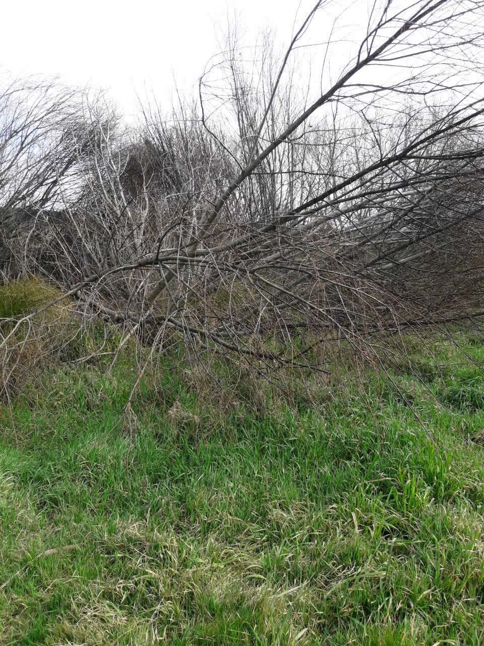 The photograph attached to this parks report