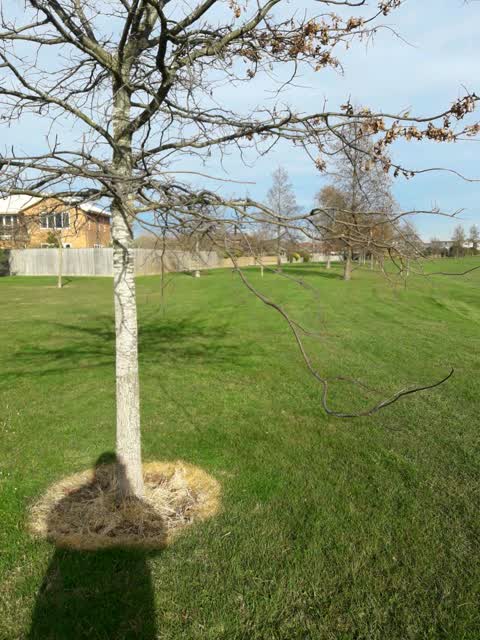 Parks, a report photo