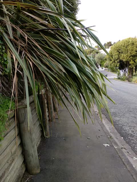 Roading/Streets, a report photo