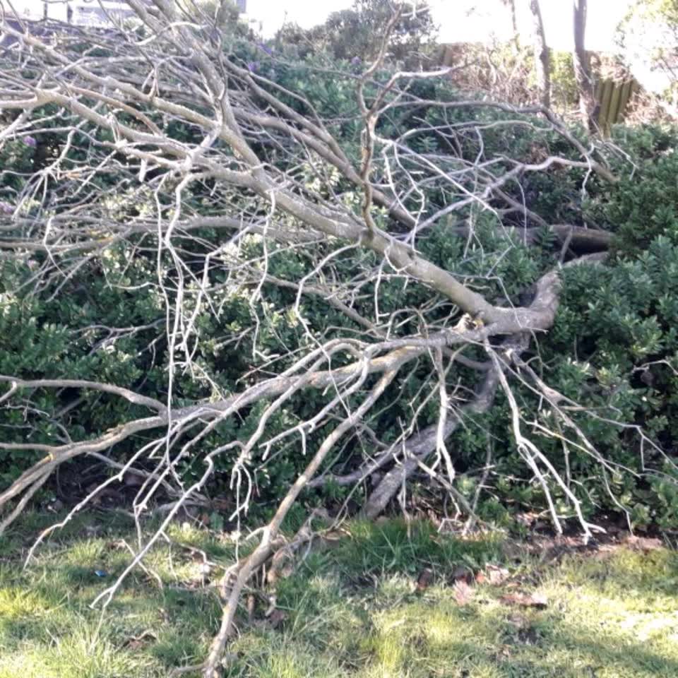 The photograph attached to this parks report