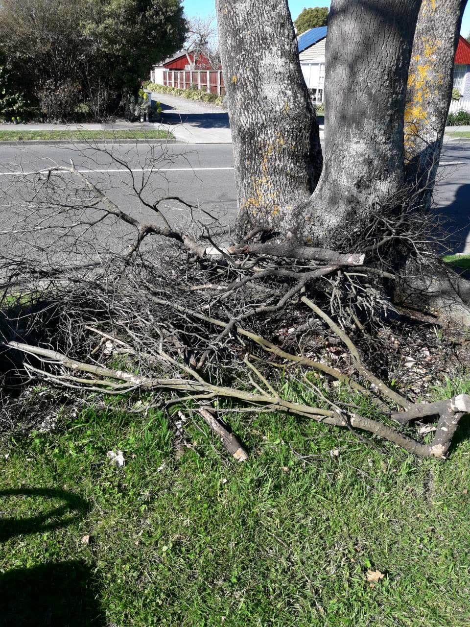The photograph attached to this parks report