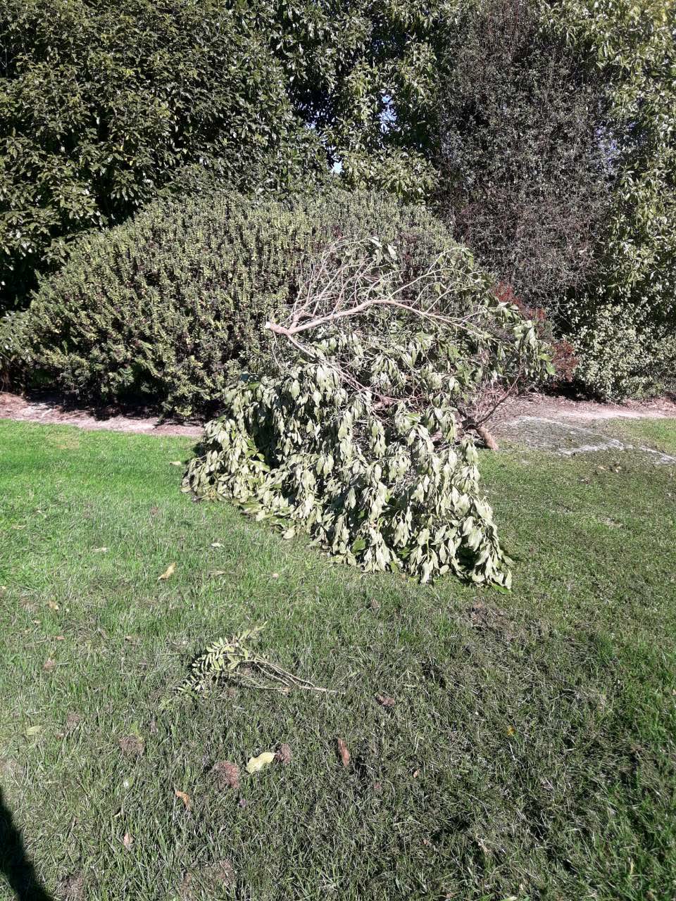 The photograph attached to this parks report
