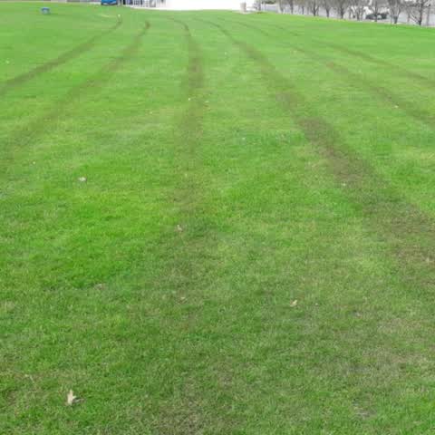 Parks, a report photo