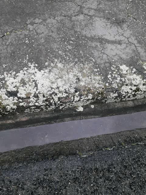 Roading/Streets, a report photo