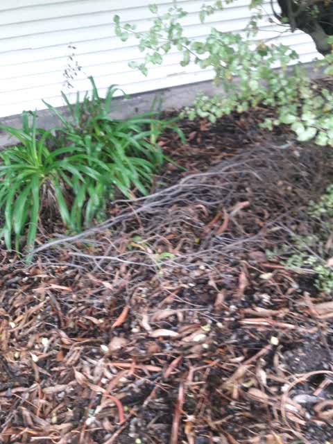 Rubbish/Recycling, a report photo