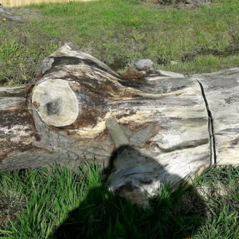 Parks, a report photo