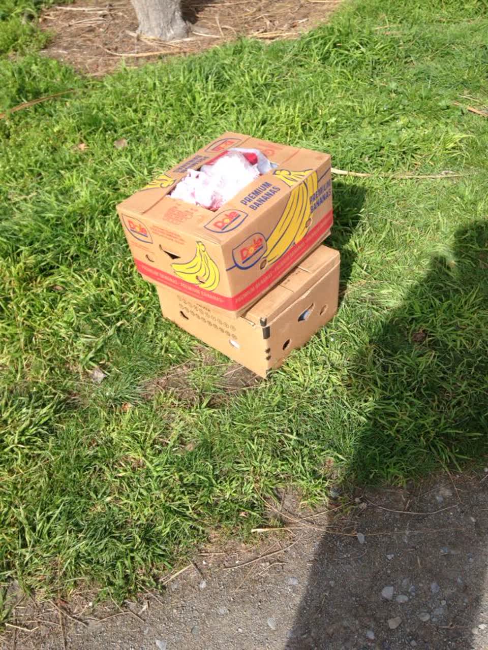 The photograph attached to this rubbish and bins - general report