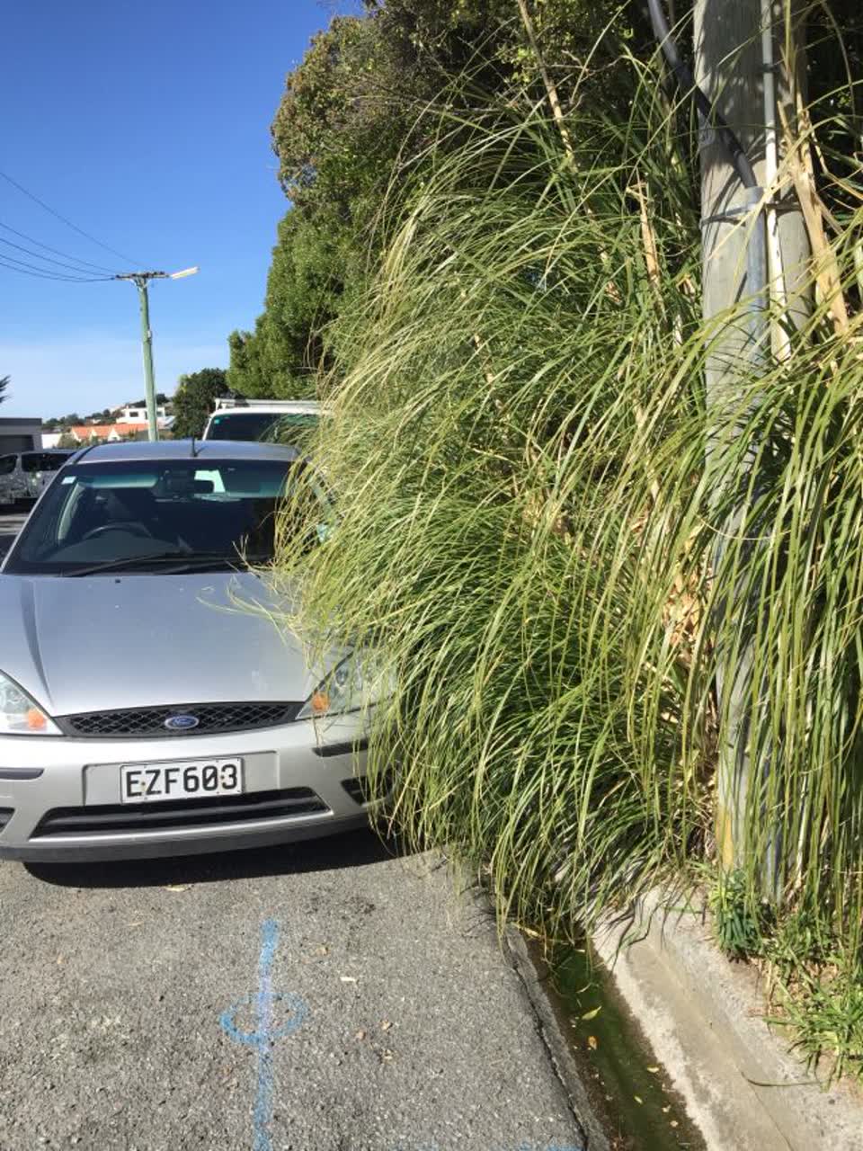 The photograph attached to this parks report