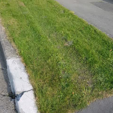 Parks, a report photo