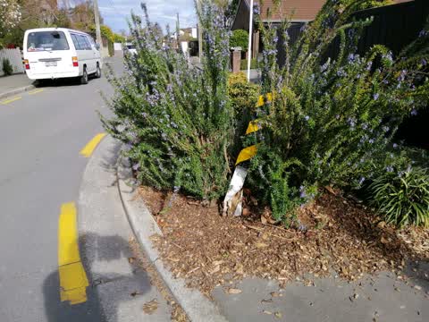 Roading/Streets, a report photo