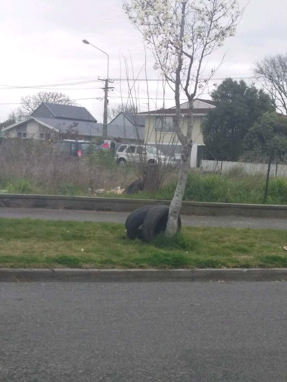 The photograph attached to this rubbish and bins - general report