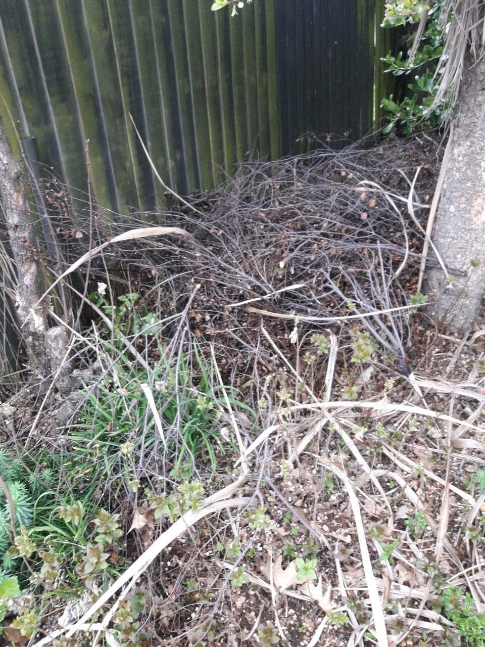 The photograph attached to this rubbish and bins - general report