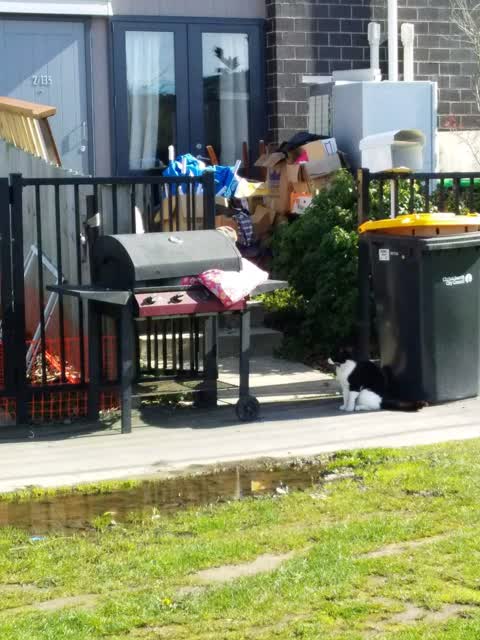 Rubbish and Bins - General, a report photo