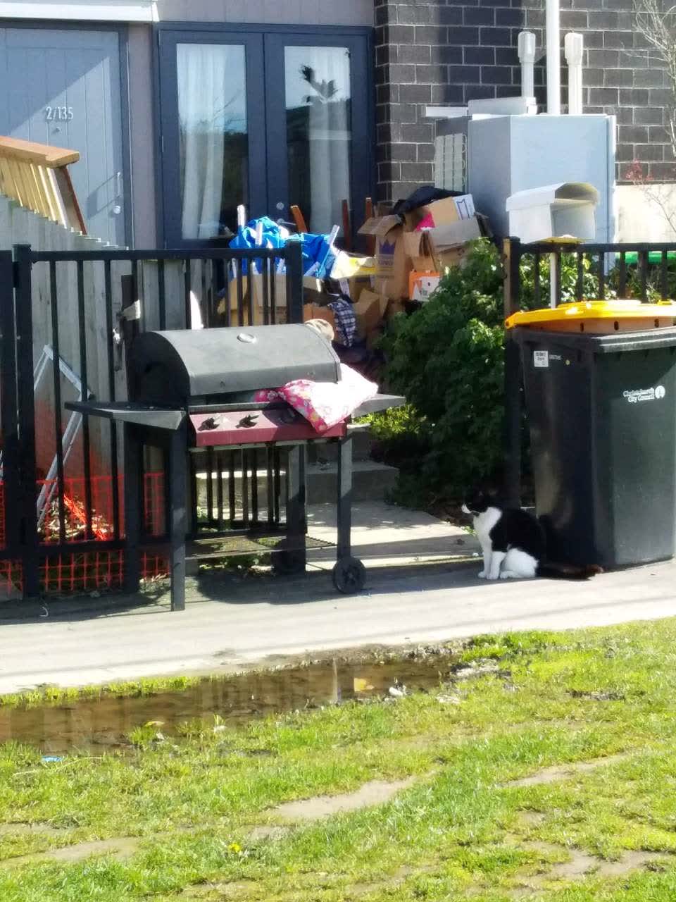 The photograph attached to this rubbish and bins - general report