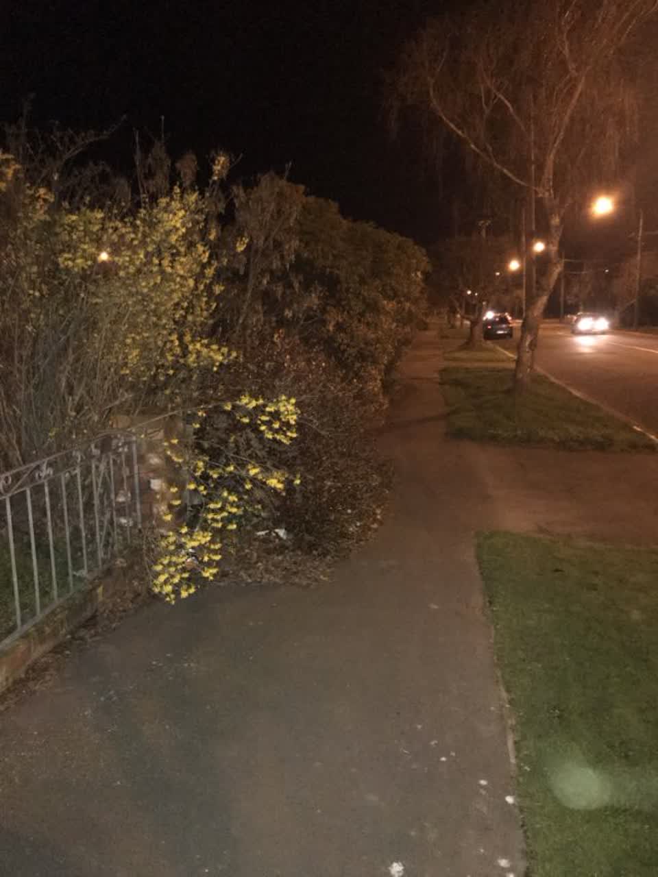 The photograph attached to this overgrown vegetation report