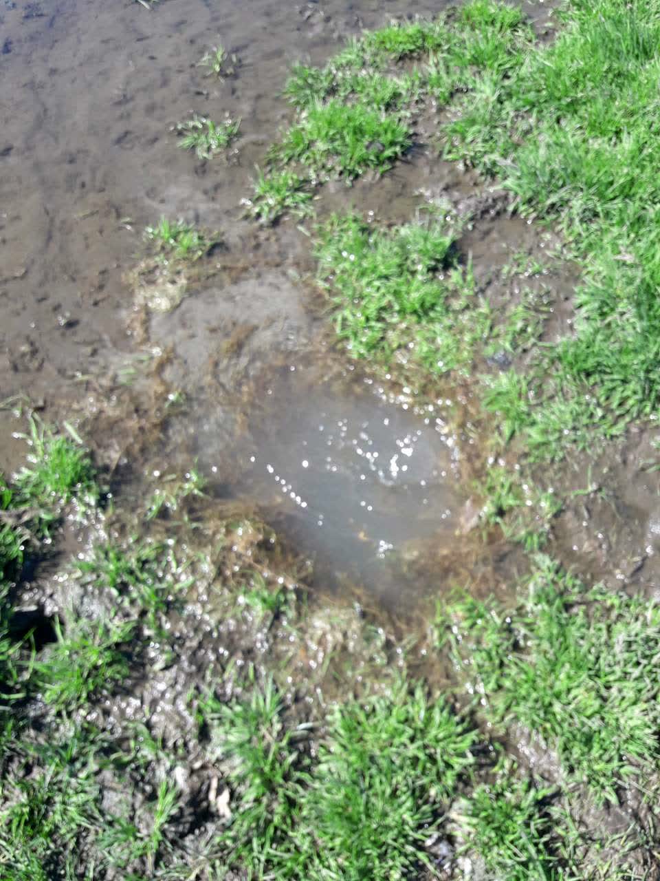 The photograph attached to this water general report