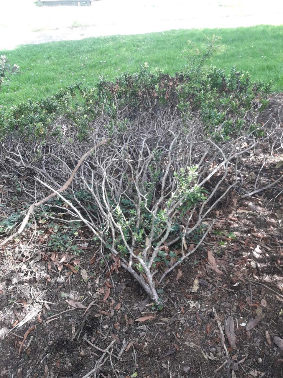 The photograph attached to this overgrown vegetation report