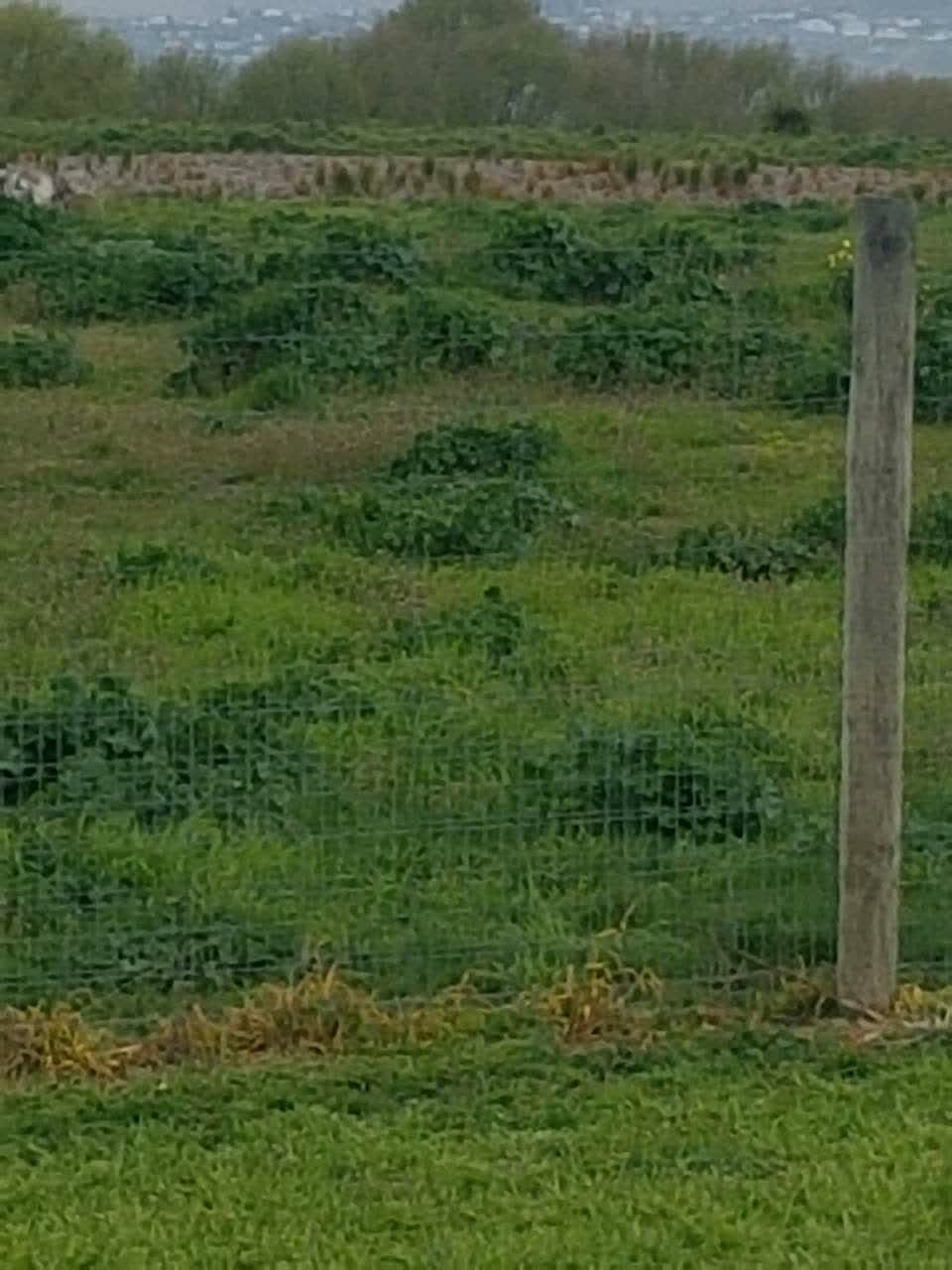 The photograph attached to this overgrown vegetation report