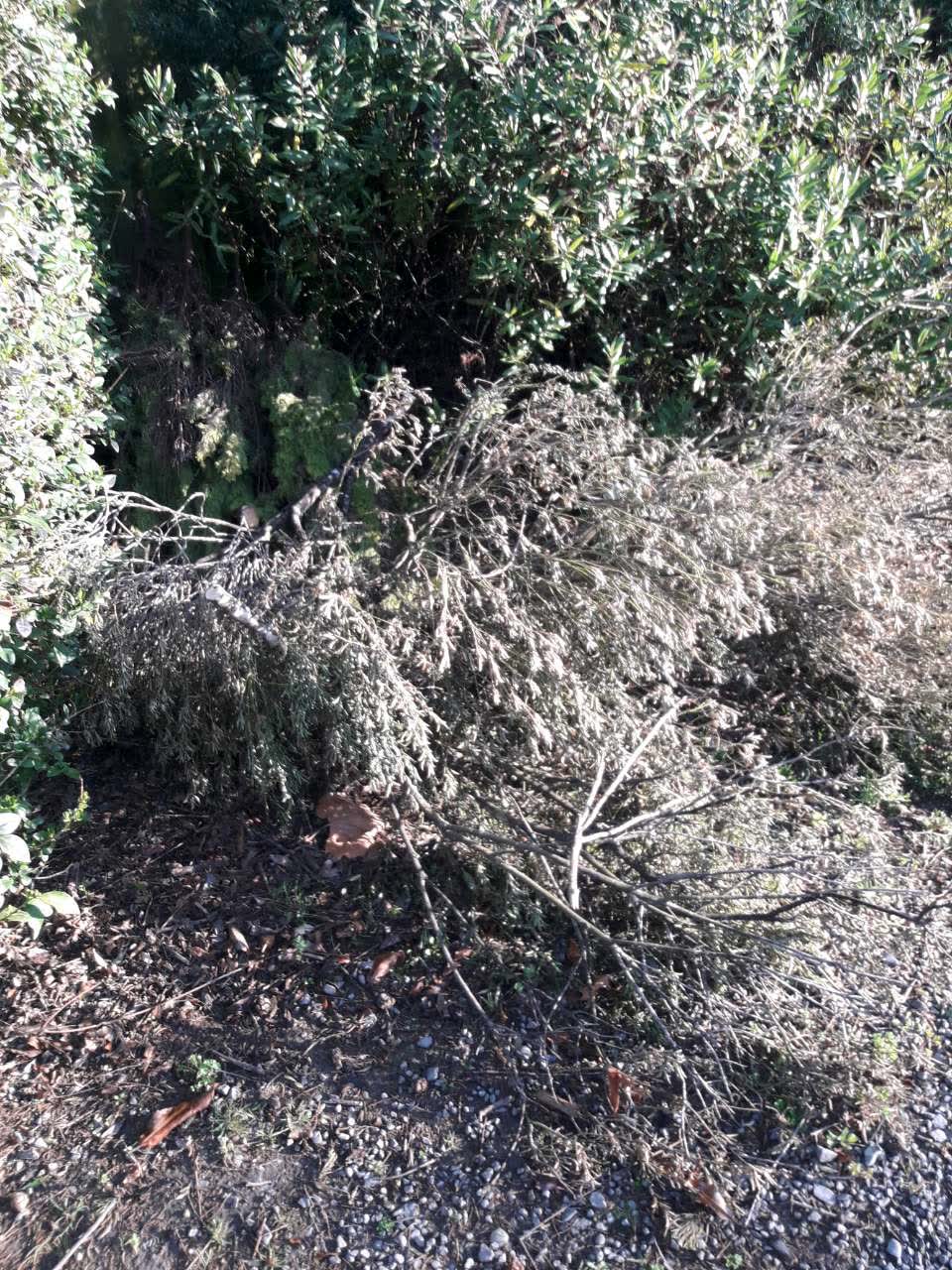 The photograph attached to this parks report
