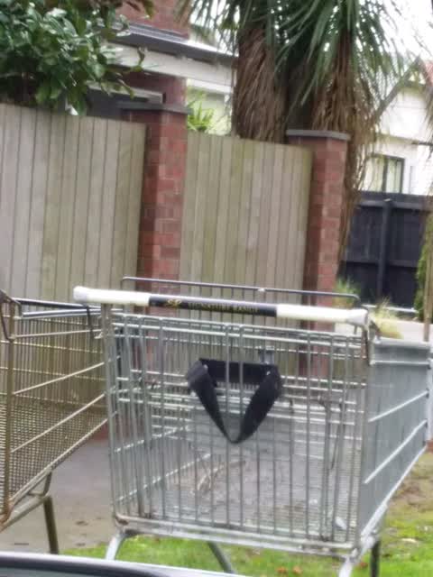 Rubbish/Recycling — a report photo