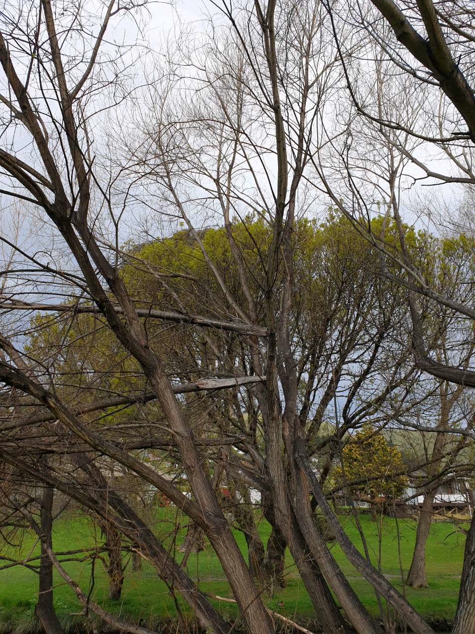 The photograph attached to this parks report