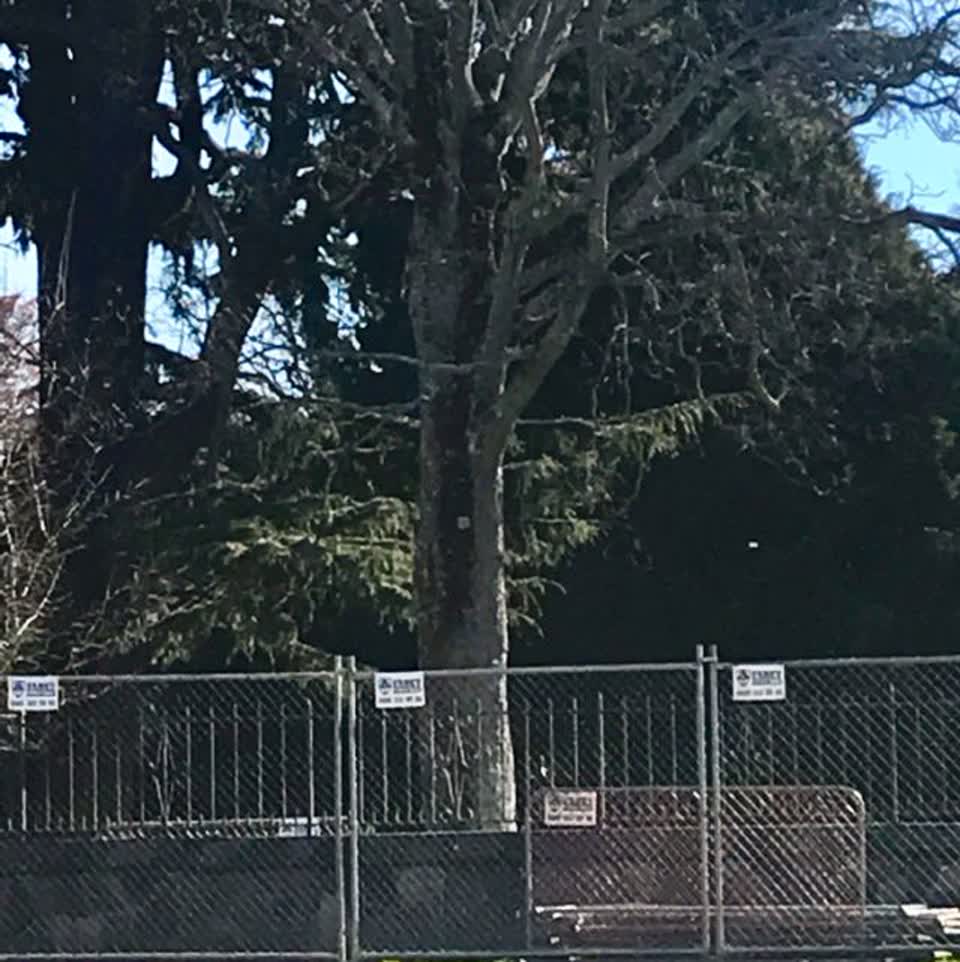 The photograph attached to this parks report