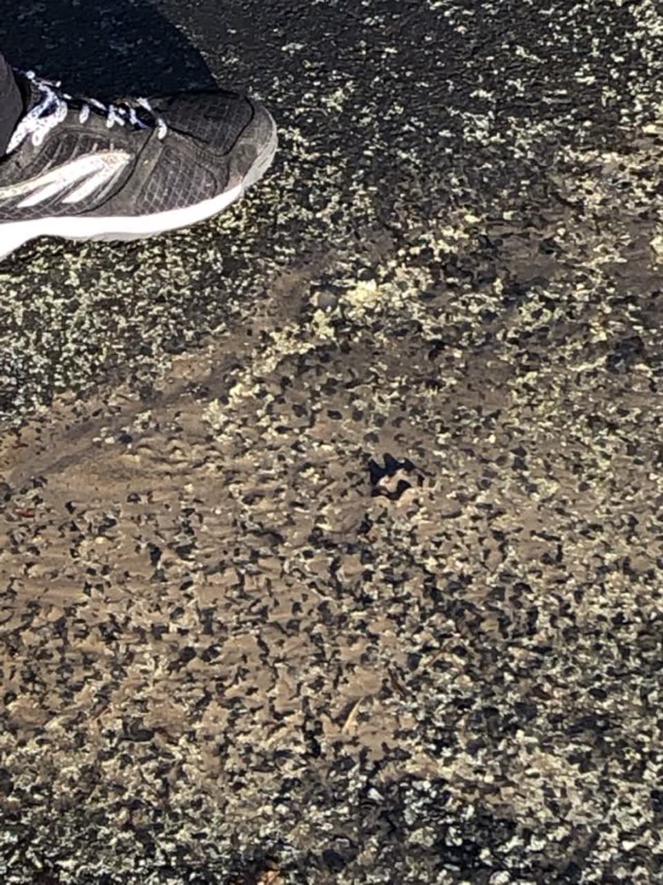 The photograph attached to this water supply report