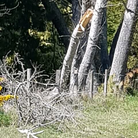 Parks — a report photo