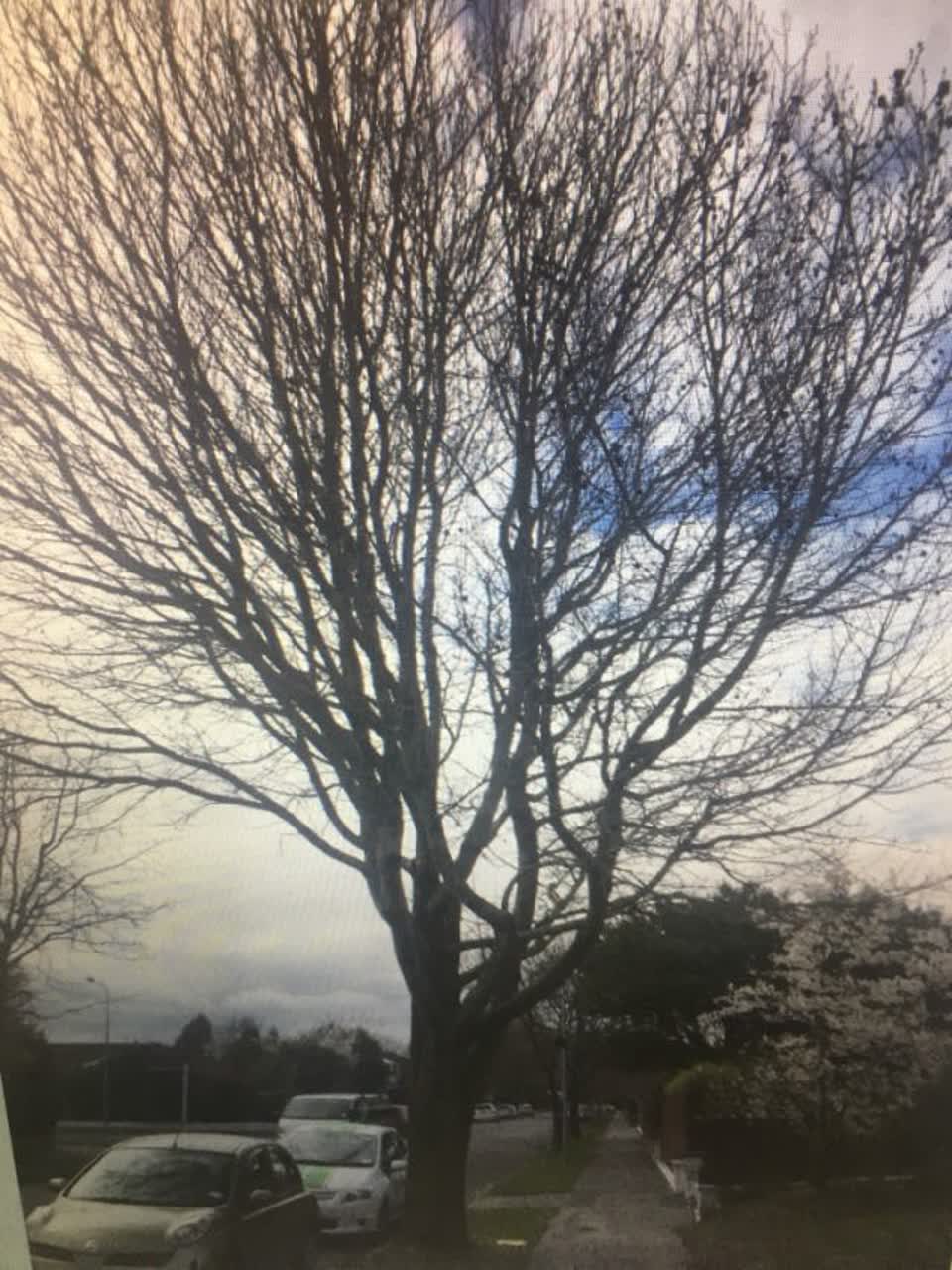 The photograph attached to this parks report