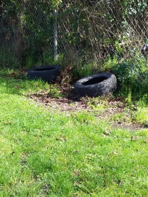 Rubbish/Recycling, a report photo