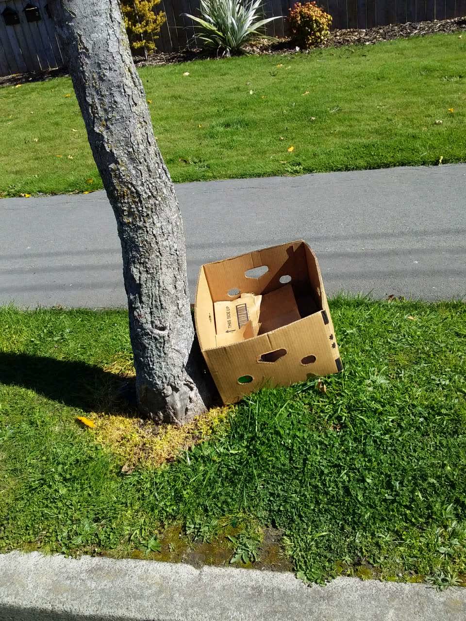The photograph attached to this rubbish/recycling report