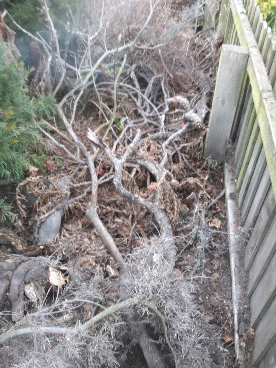 The photograph attached to this parks report