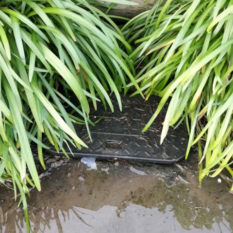 Water Supply, a report photo