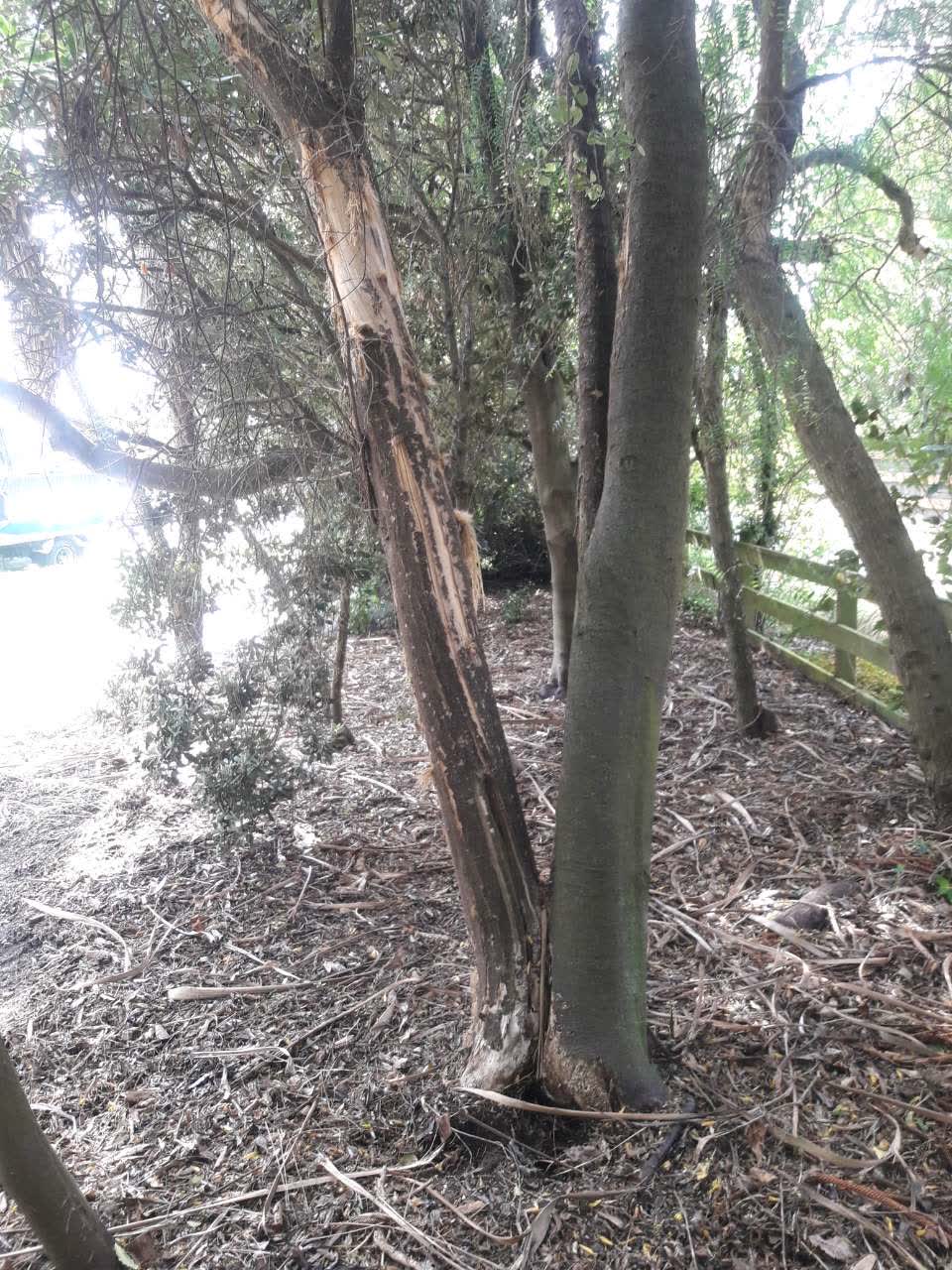 The photograph attached to this parks report
