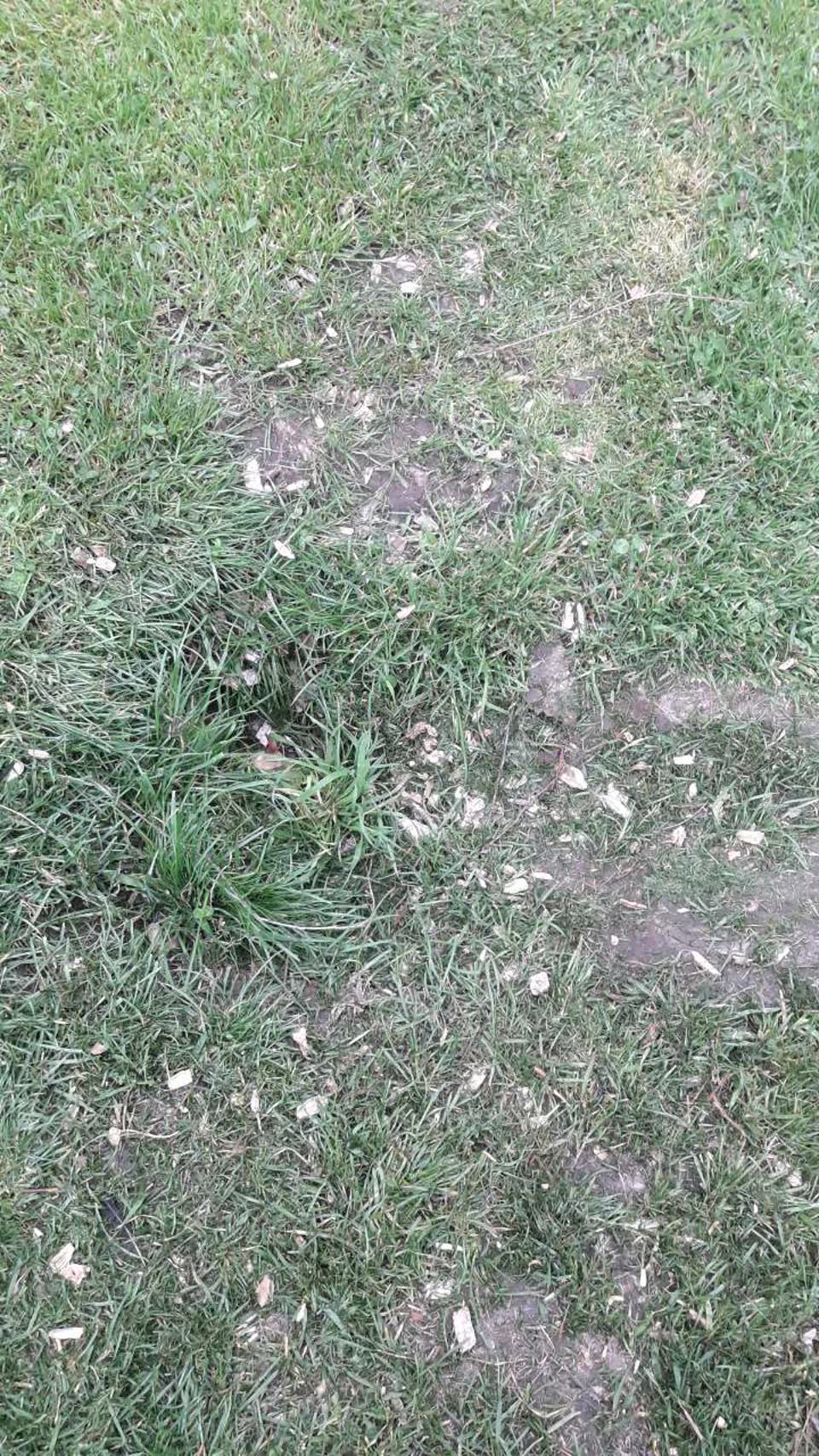 The photograph attached to this parks report
