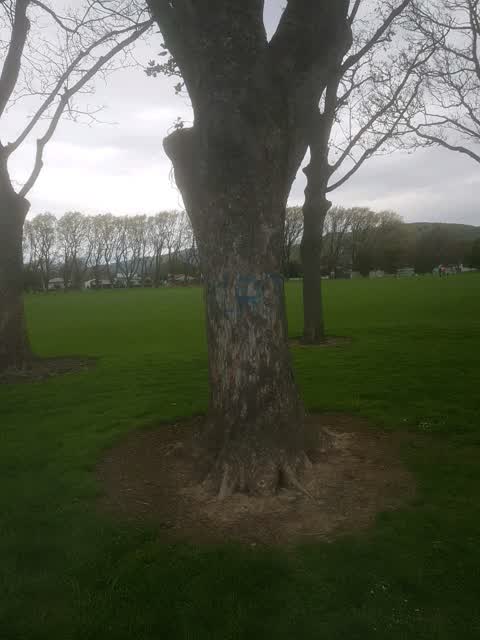 Graffiti, a report photo