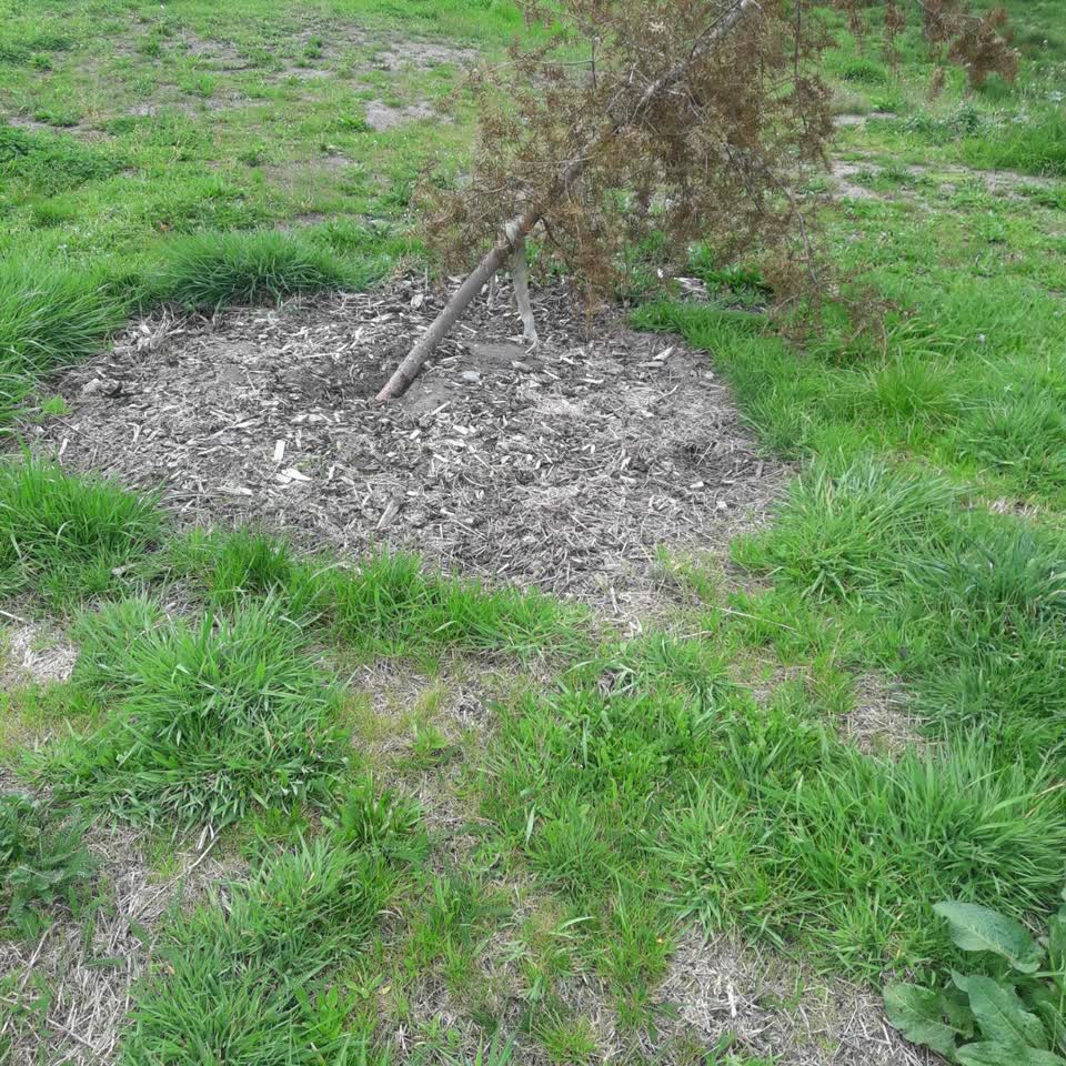 The photograph attached to this parks report