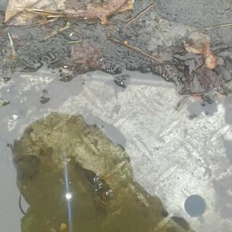 Wastewater/Stormwater, a report photo