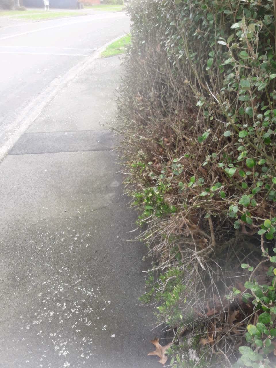 The photograph attached to this parks report