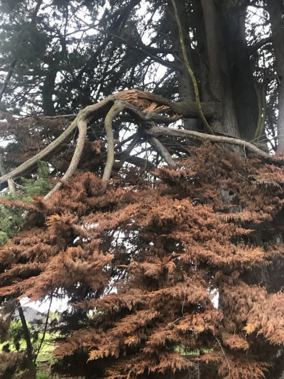 The photograph attached to this parks report