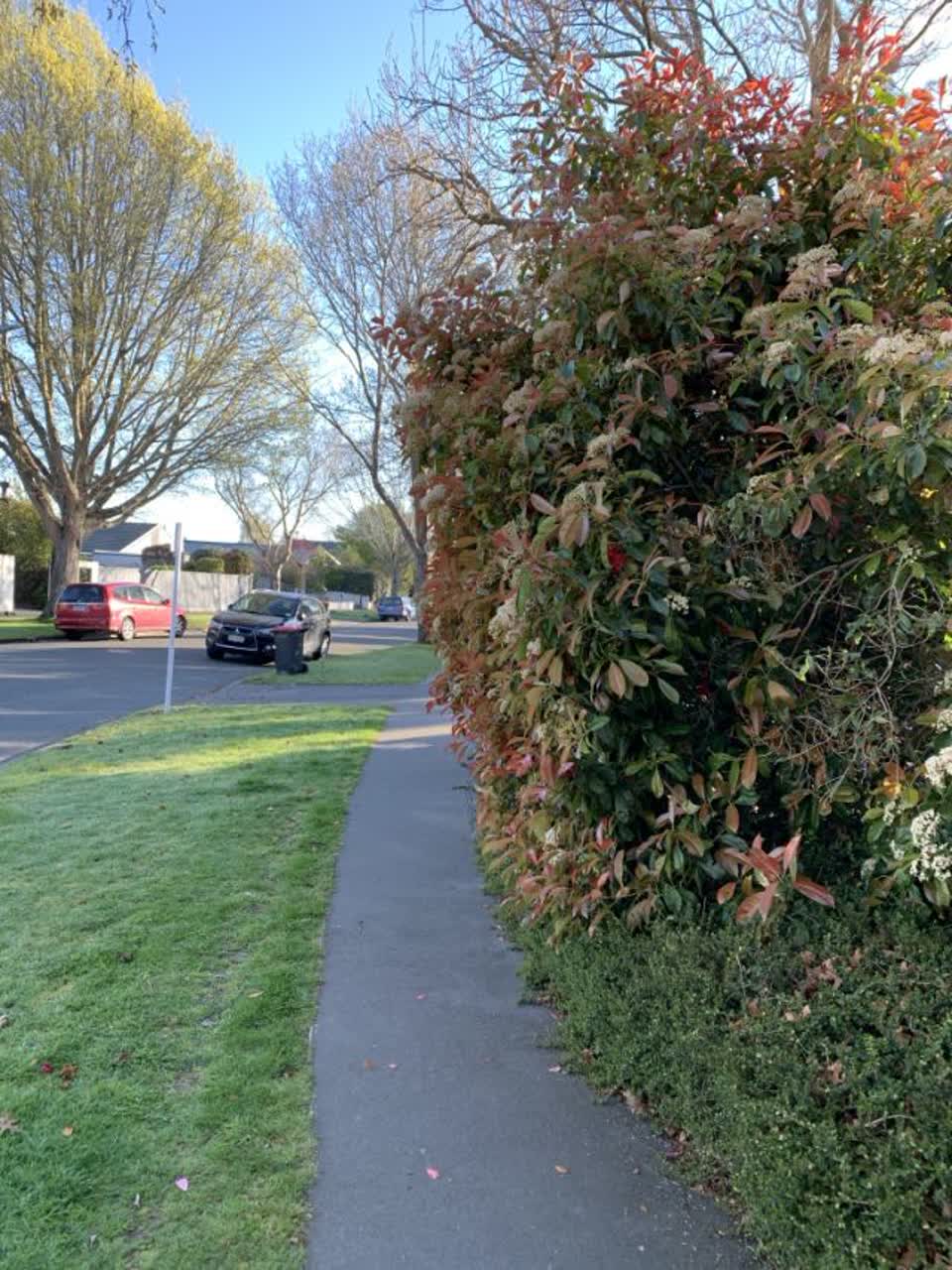 The photograph attached to this parks report