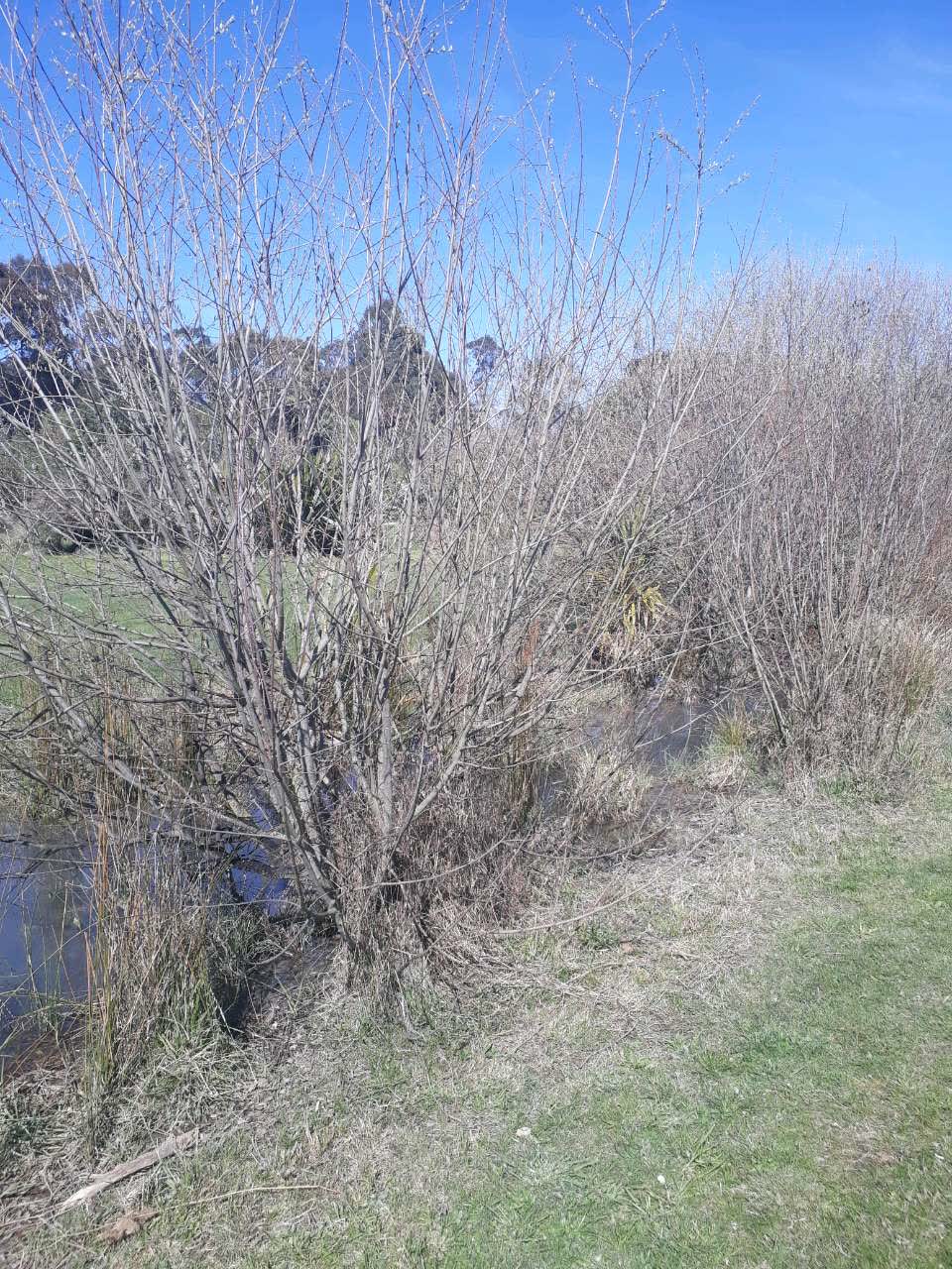 The photograph attached to this parks report