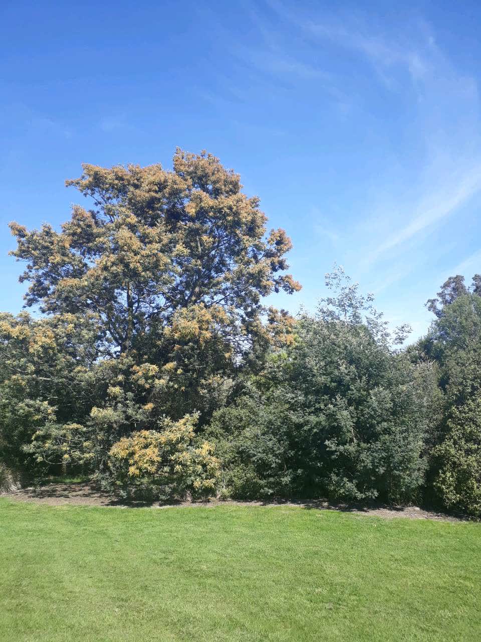 The photograph attached to this parks report