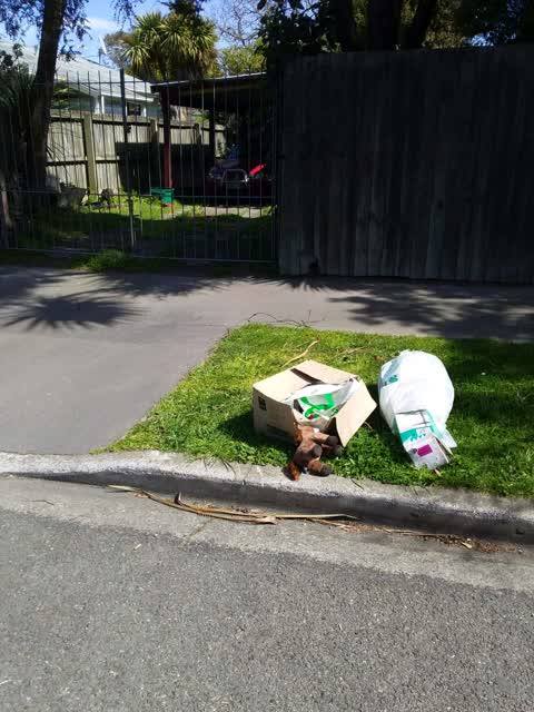 Rubbish/Recycling, a report photo
