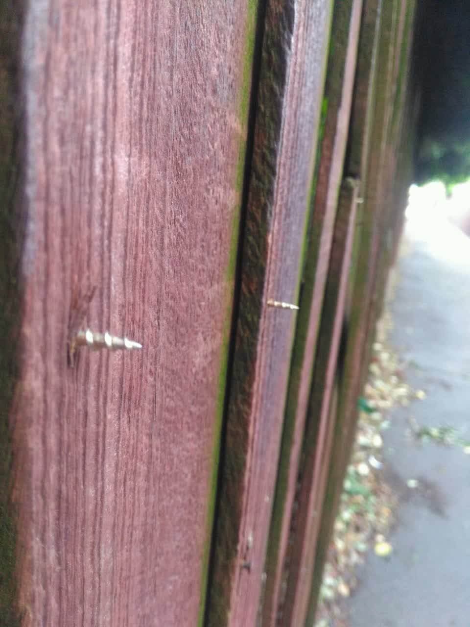 The photograph attached to this parks report