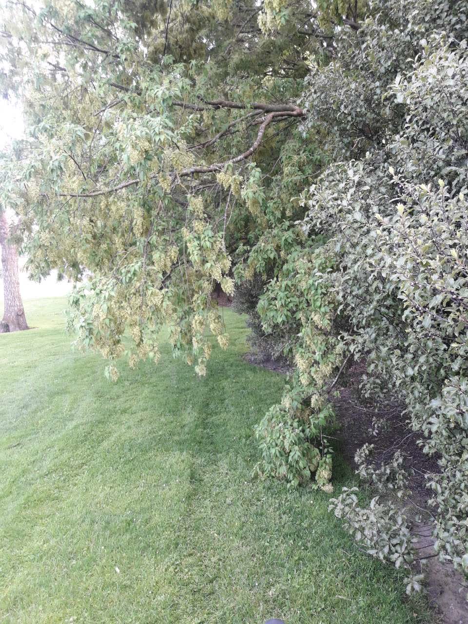The photograph attached to this parks report