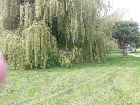 Parks, a report photo
