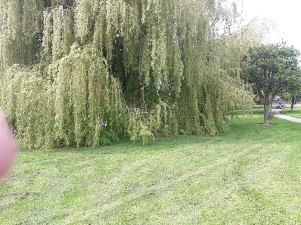 The photograph attached to this parks report