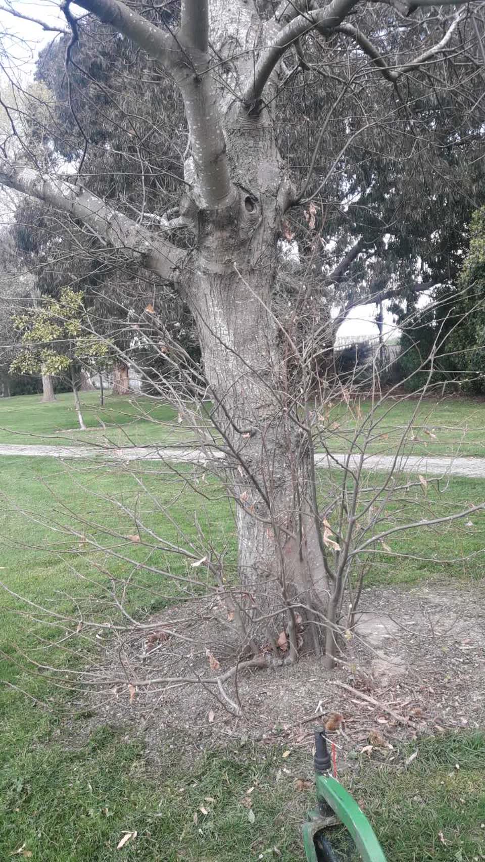 The photograph attached to this parks report