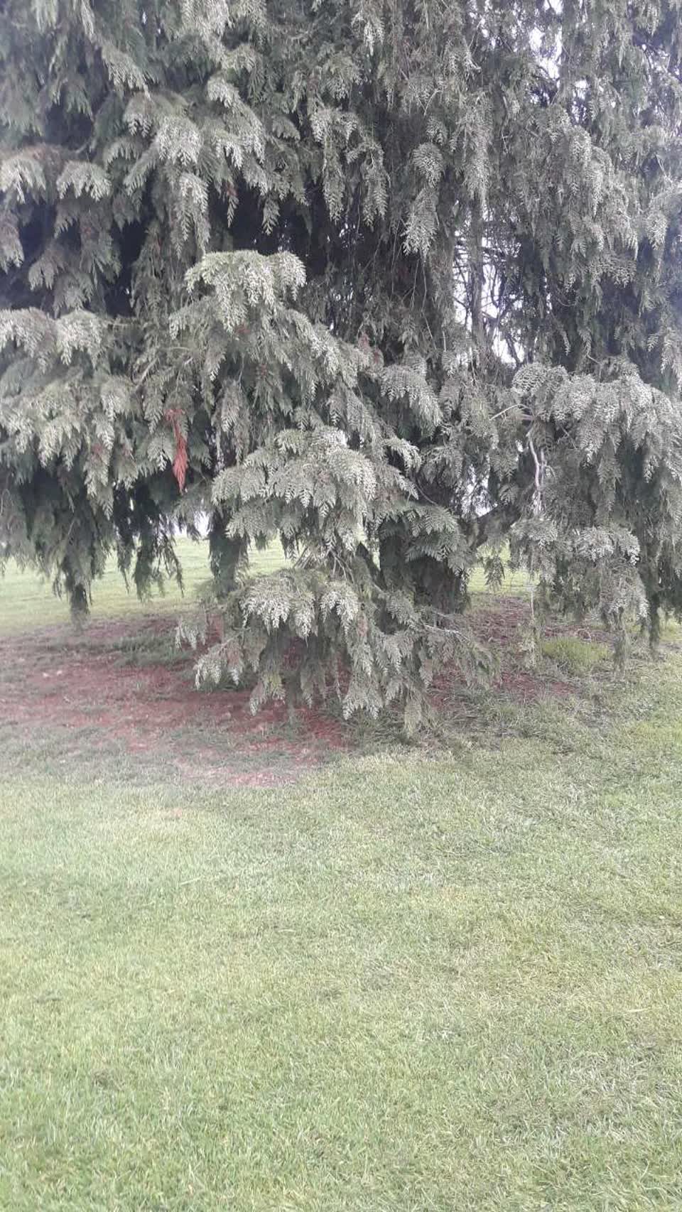 The photograph attached to this parks report
